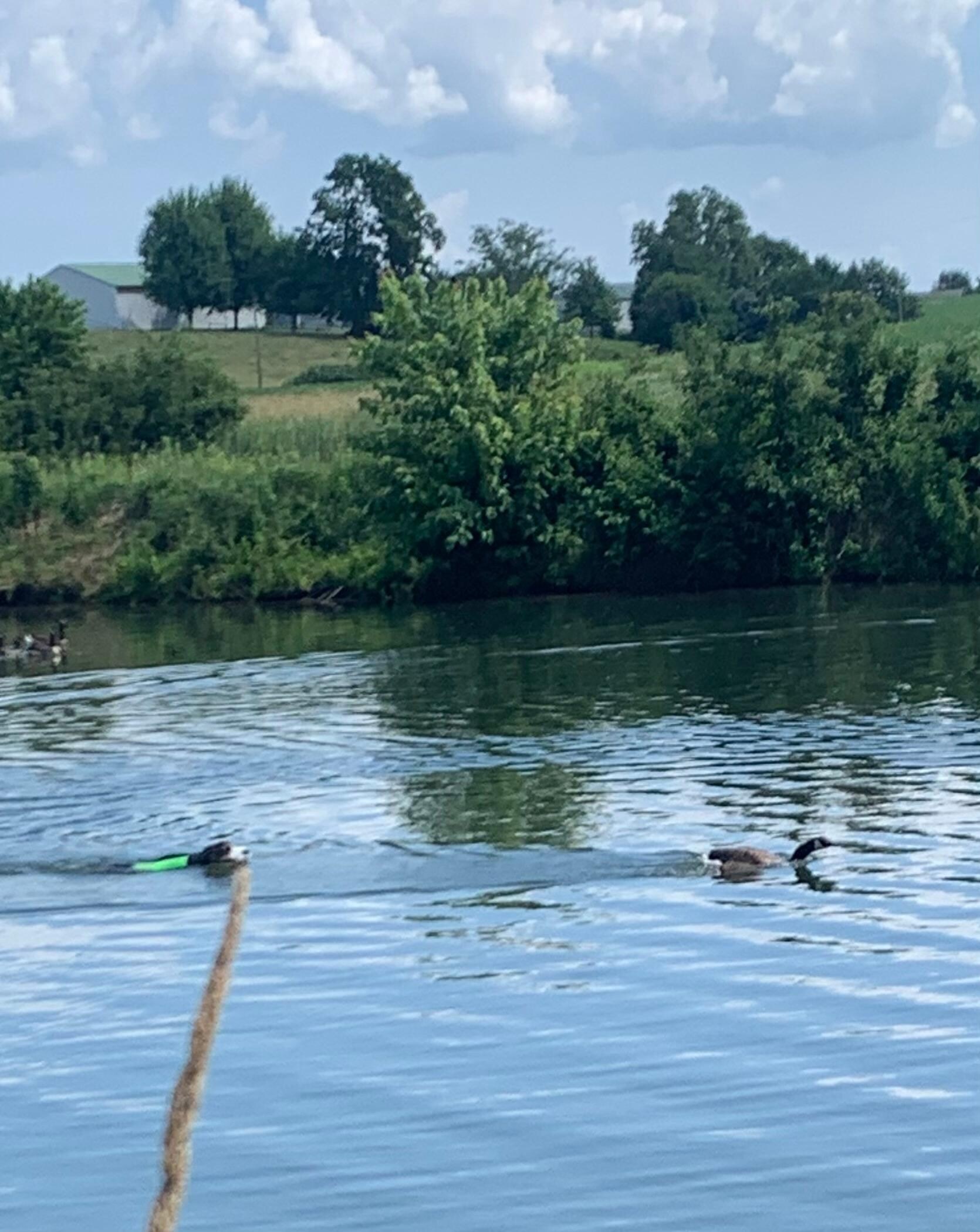 Ralph chasing a goose in the pond.