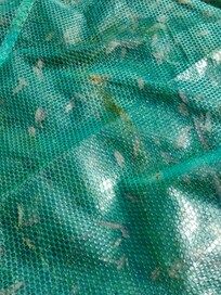 Water cover with alga