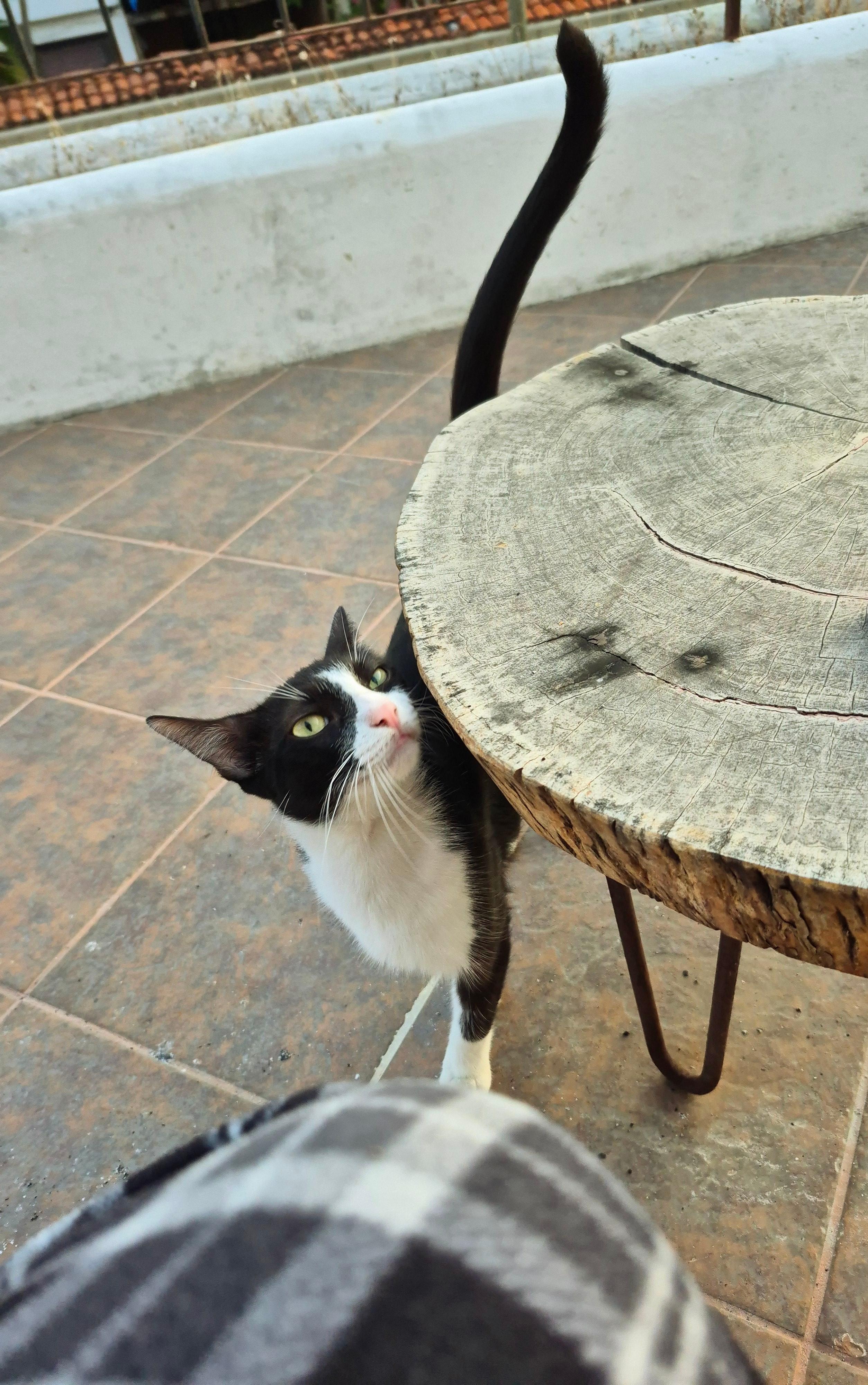 Had a friend visit me on the balcony - my last day in the Vica Guest House.