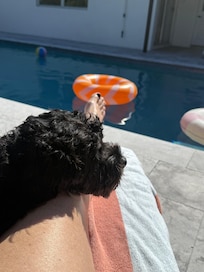 Pet friendly- back yard is fenced