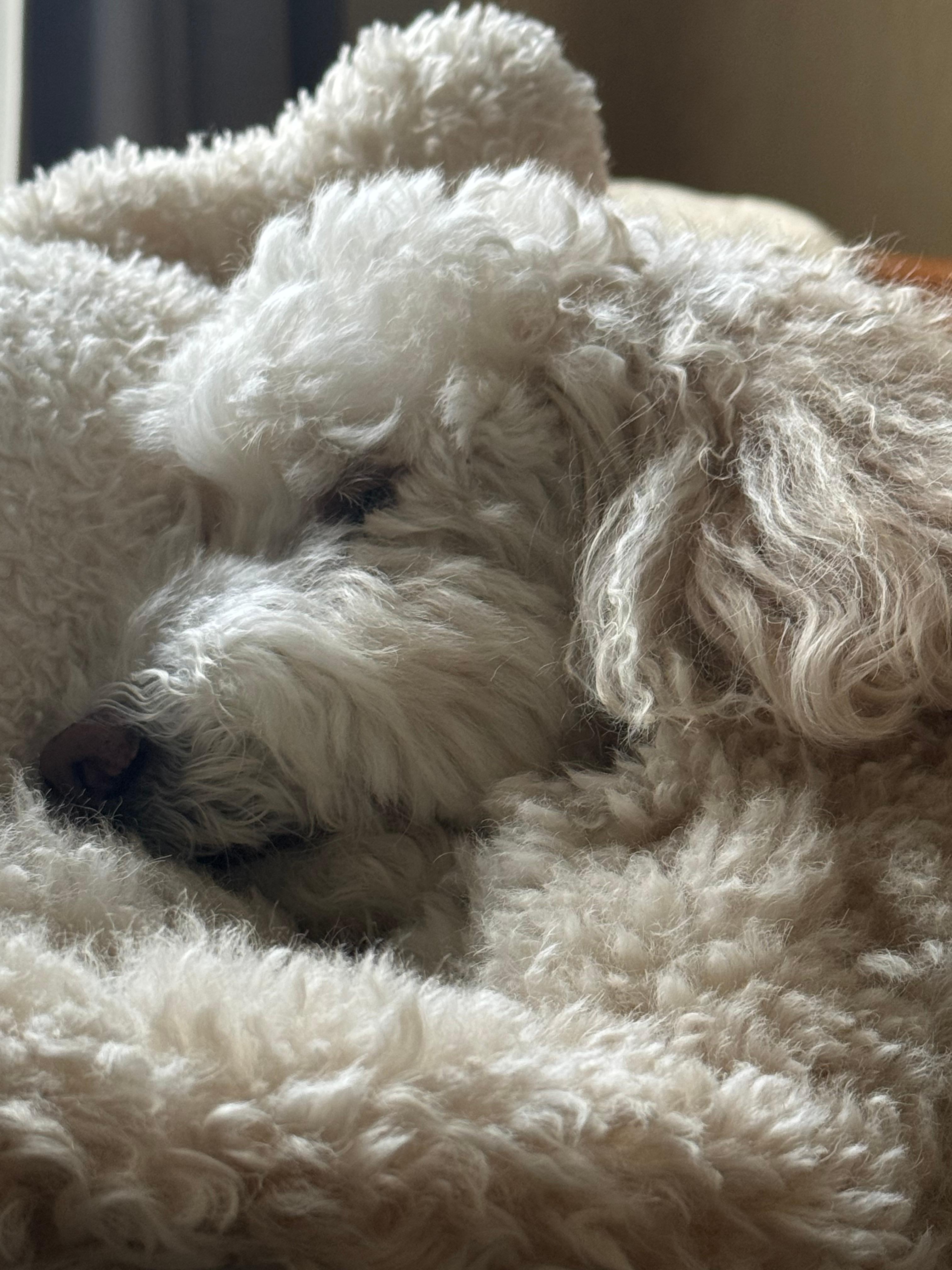 Juniper seemed right at home.