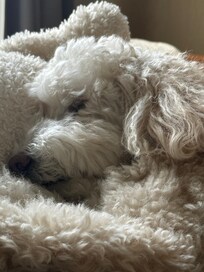 Juniper seemed right at home.