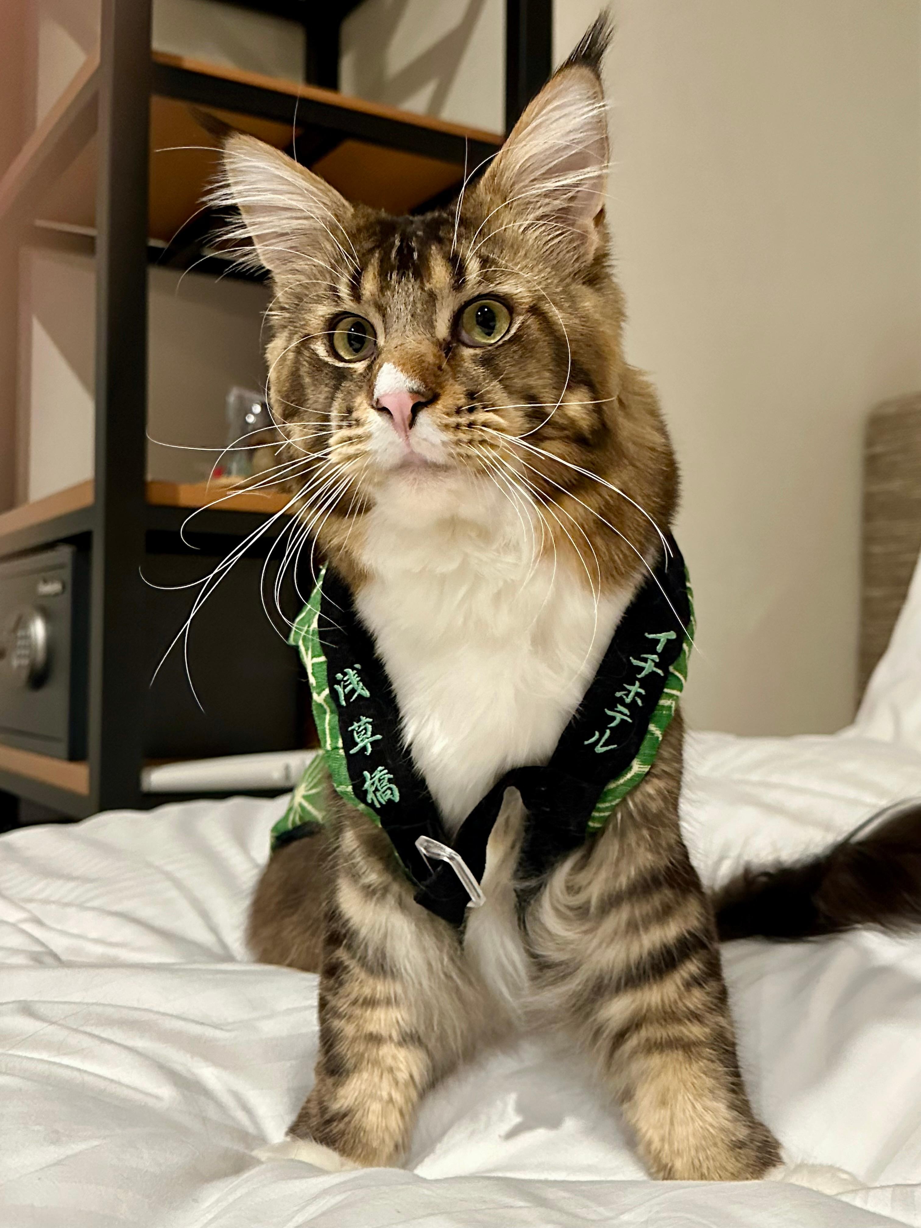 イチホテル浅草橋浅草橋さんのハッピを着て嬉しそう