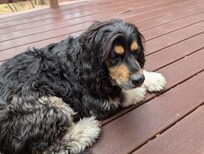 Maui enjoying the light rain