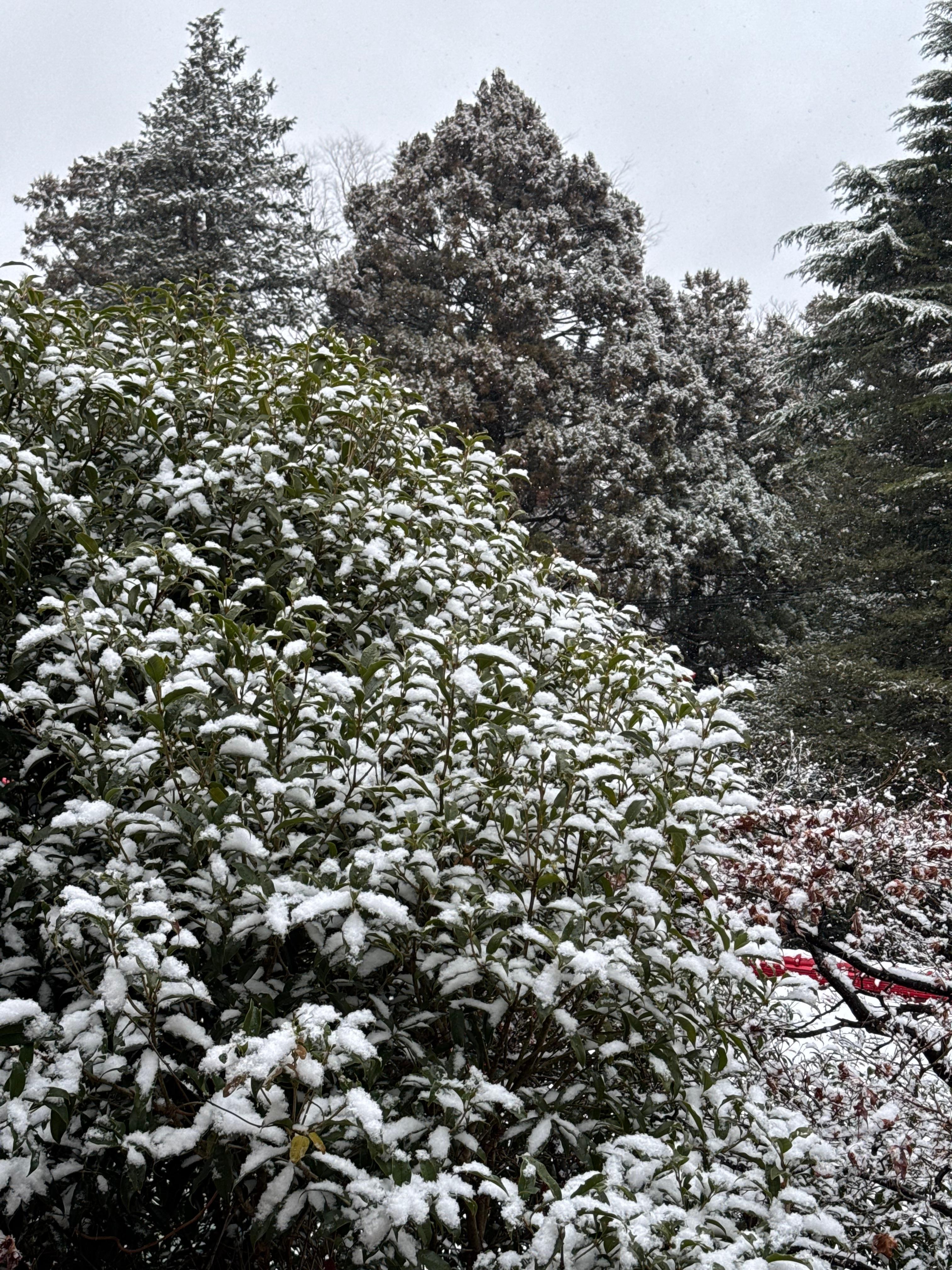 First day of snowfall 
