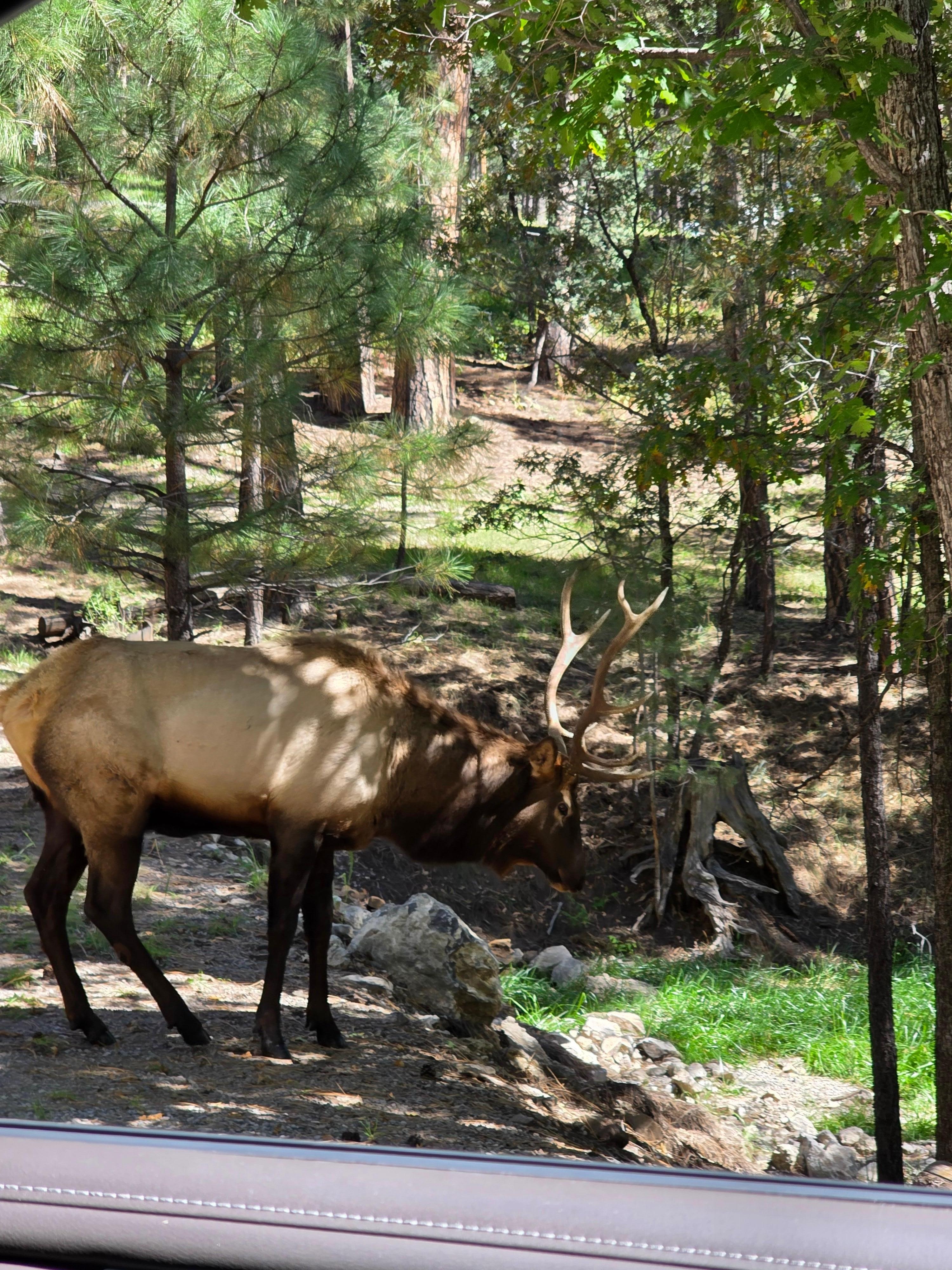 Bull elk right up the street & his bugle was wonderful to hear.