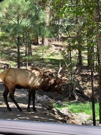 Bull elk right up the street & his bugle was wonderful to hear.