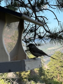 Feather friend visiting the cabin