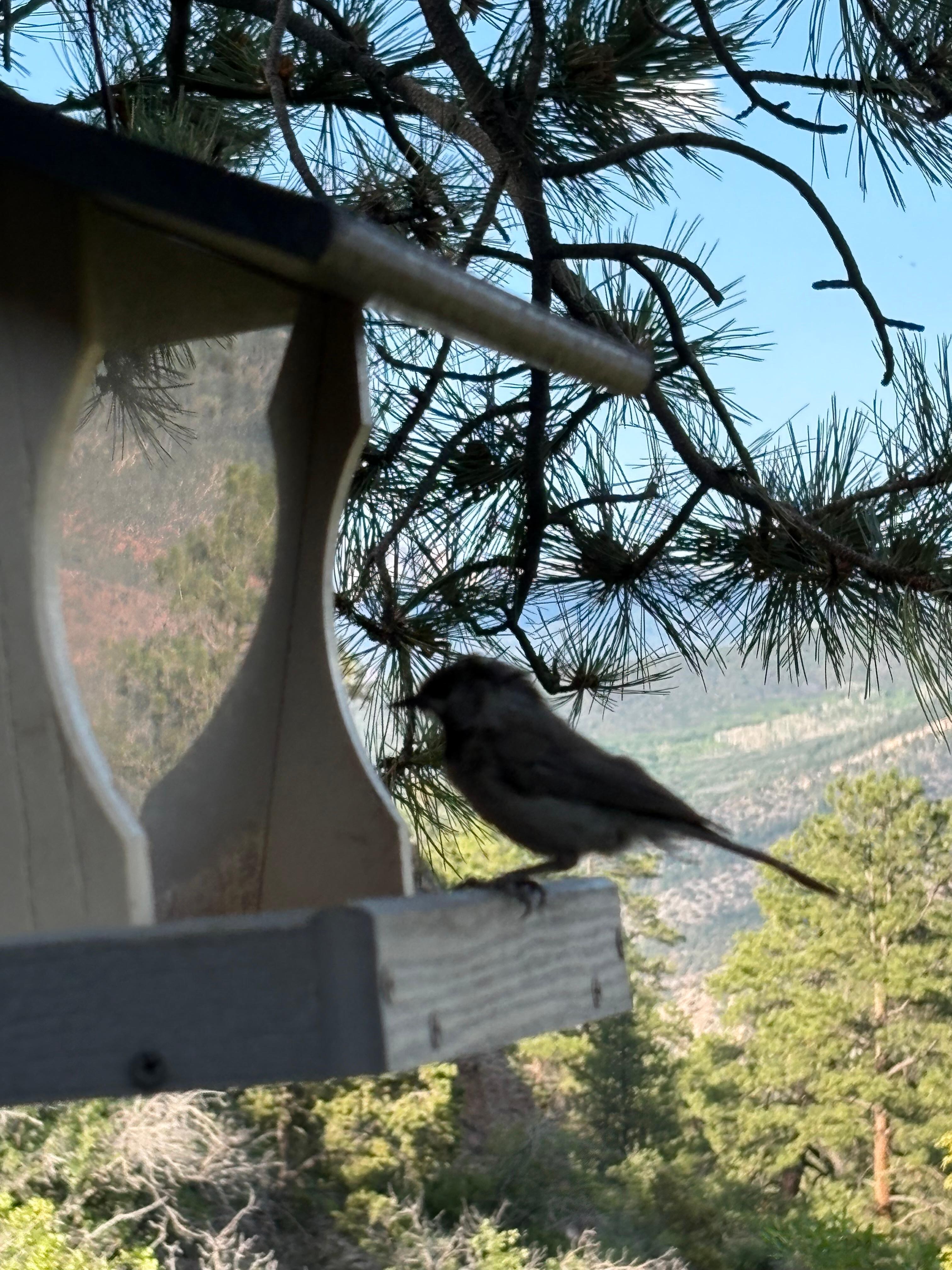 Feather friend visiting the cabin