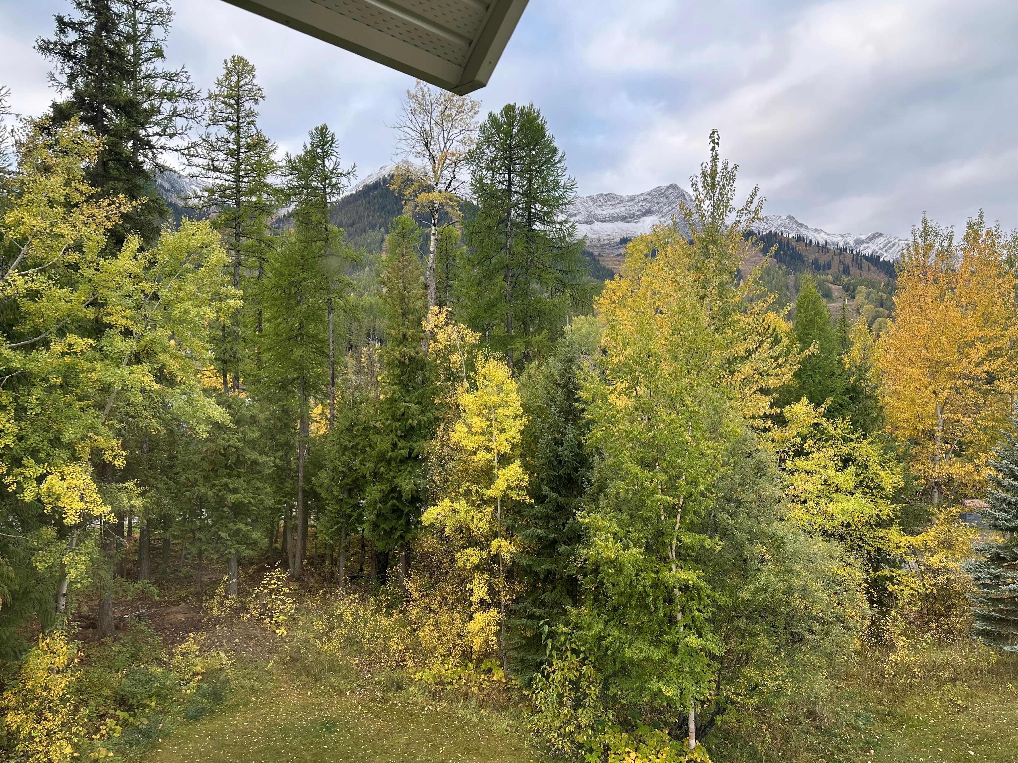 View from living room 