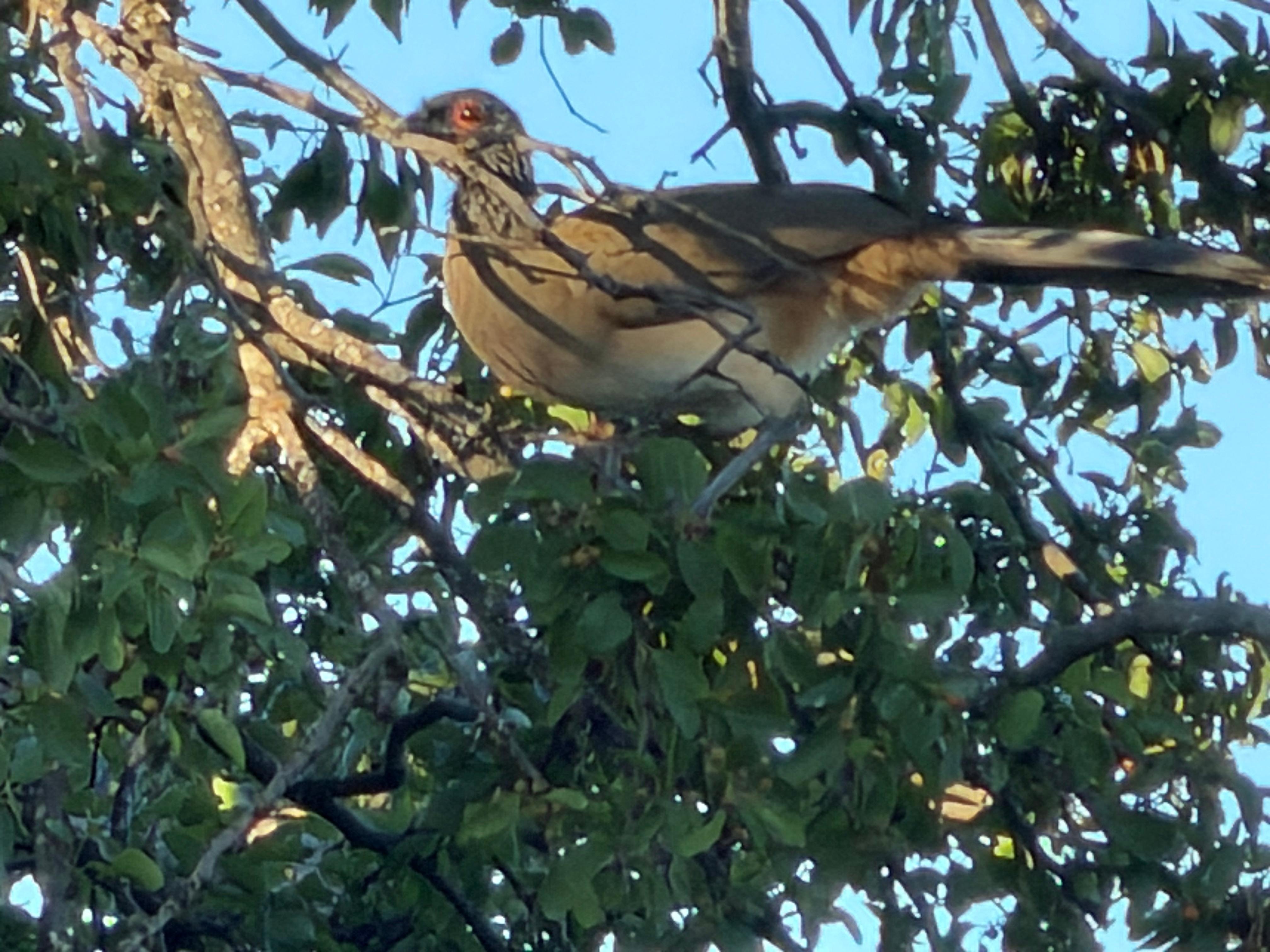 Back yard has a lot of birds.