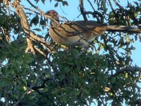 Back yard has a lot of birds.