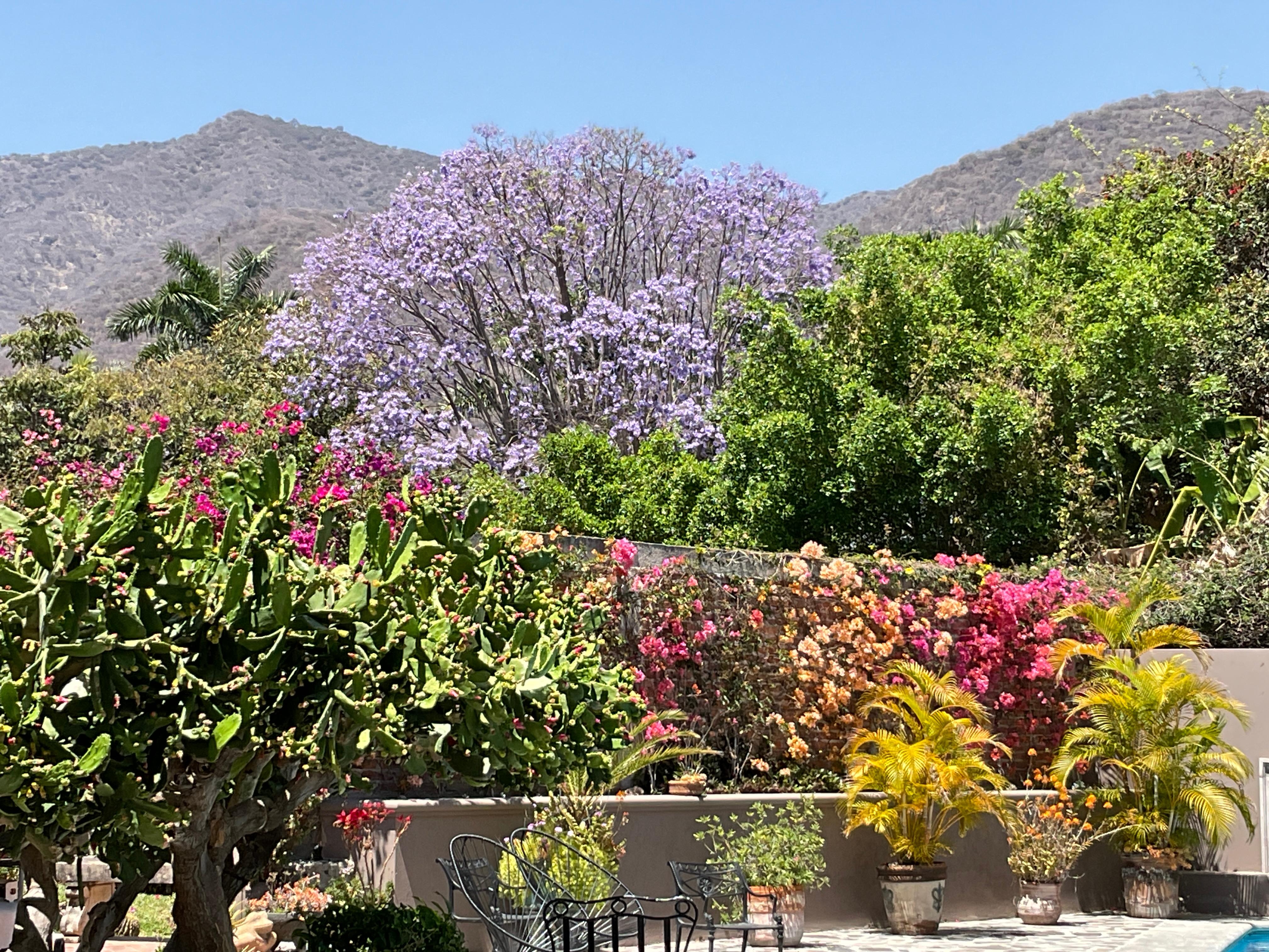 The view of the yard from the cadita