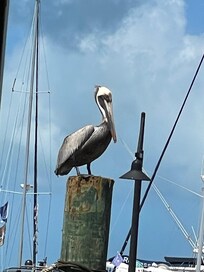 Pelican in Key West