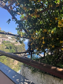 Lemon trees