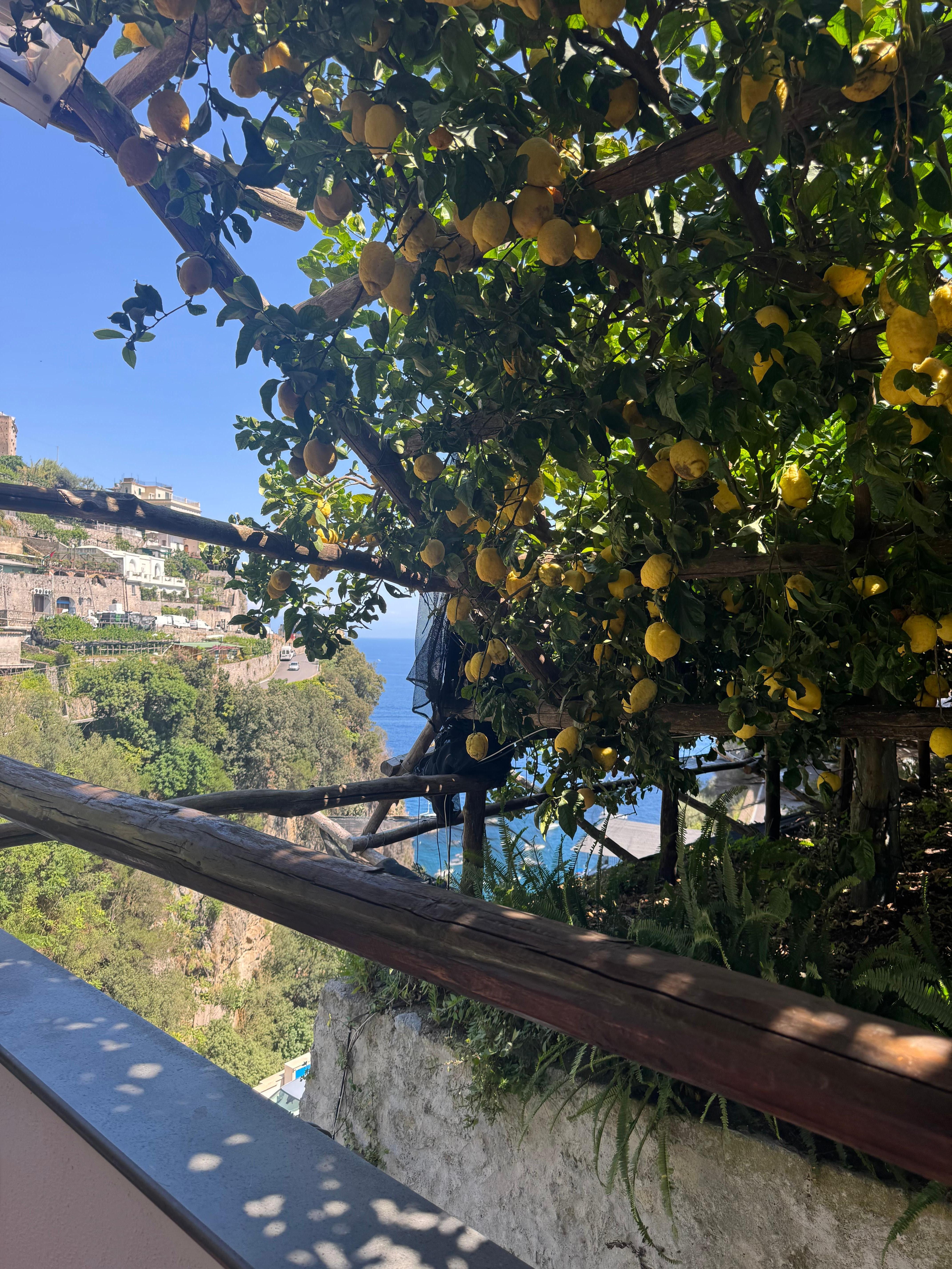 Lemon trees