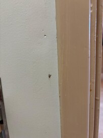 Dead bugs on the wall