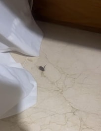 Cucarachas