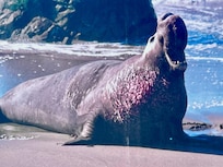 Loved the Elephant Seals!