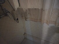 Fungus on shower curtain