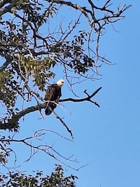 Mother eagle