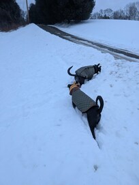 Great place for dogs