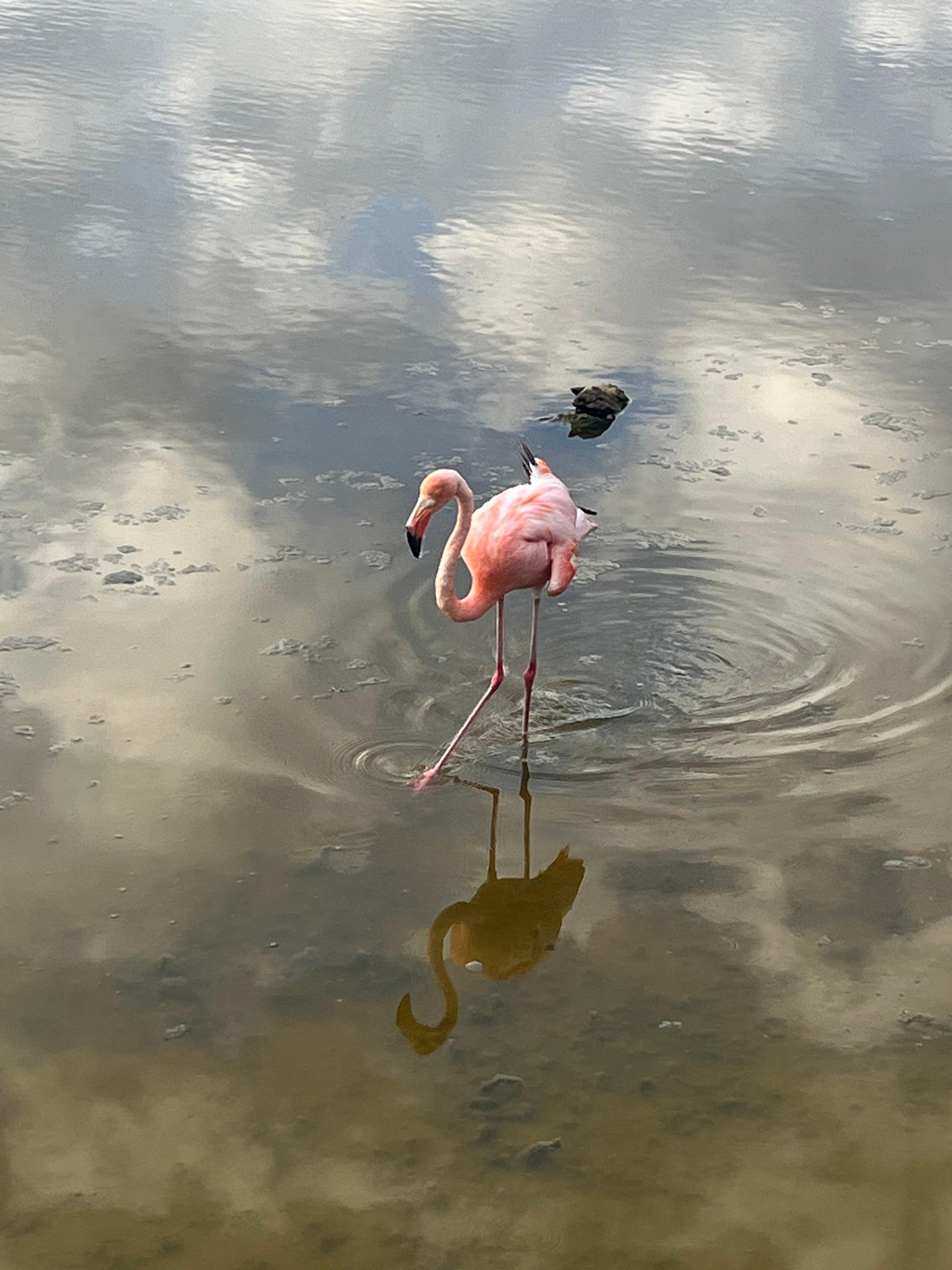 Flamingos a block away
