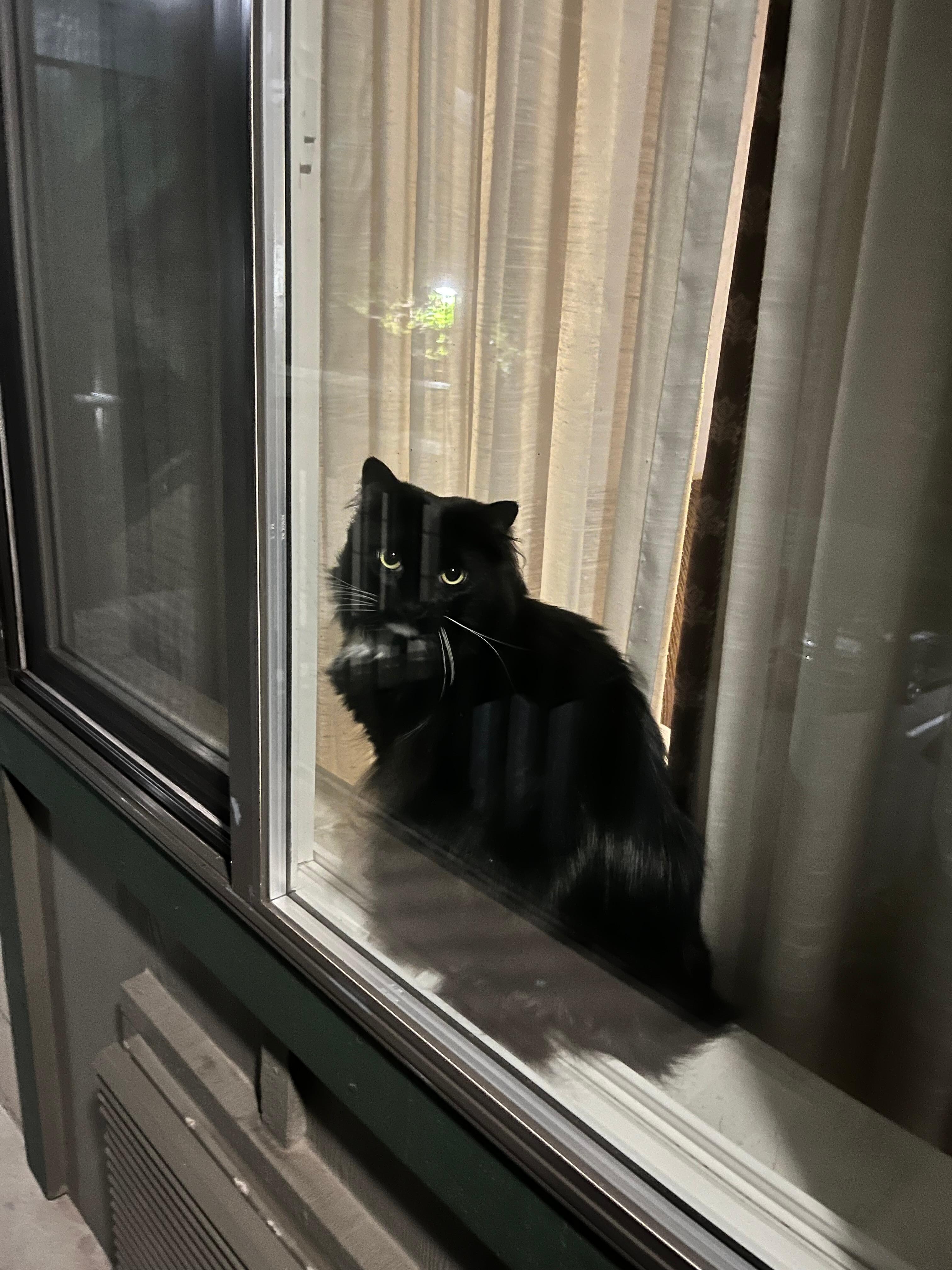 My cat enjoying the view and waiting for me to get back from a day at the nearby tide pools. 