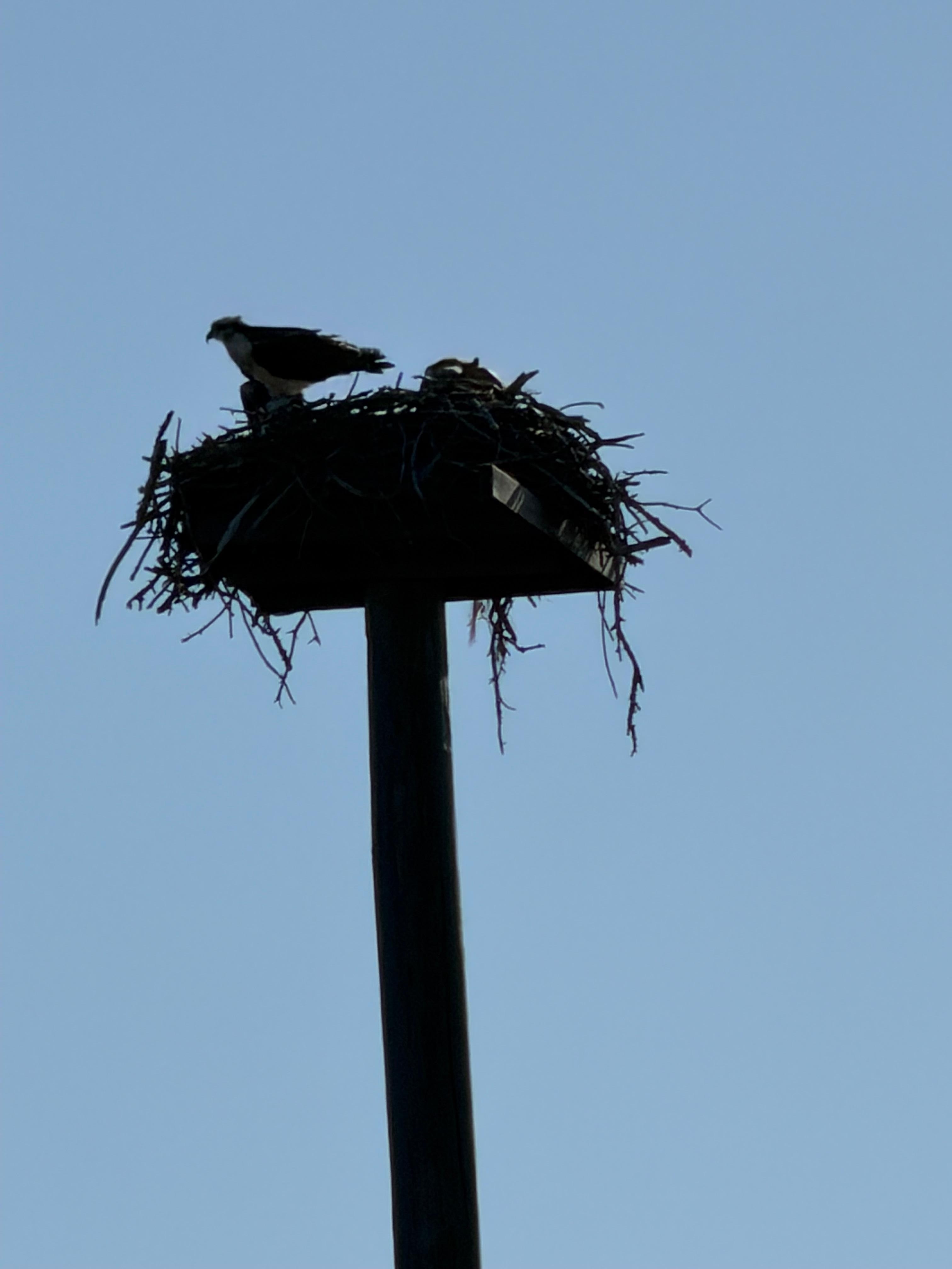 Osprey nest