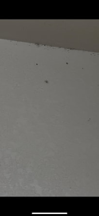 Black mold