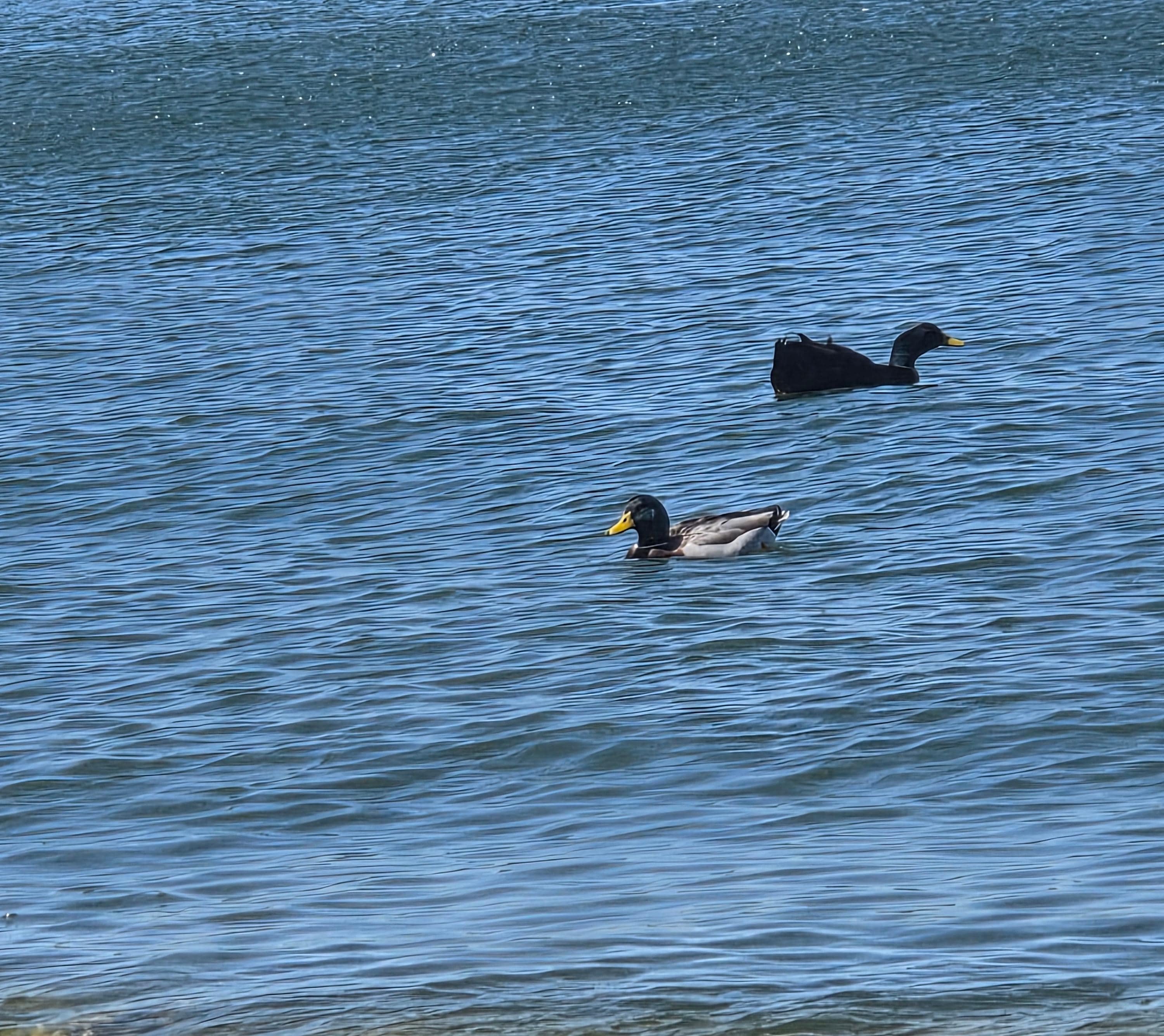 2 more visitors at the lake.
