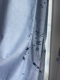 Gnats in room