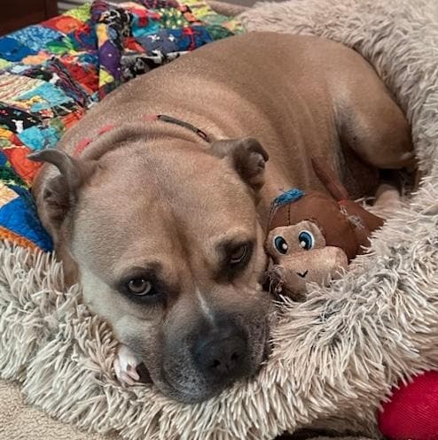 Winston was very happy to stay with us. 