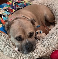 Winston was very happy to stay with us.