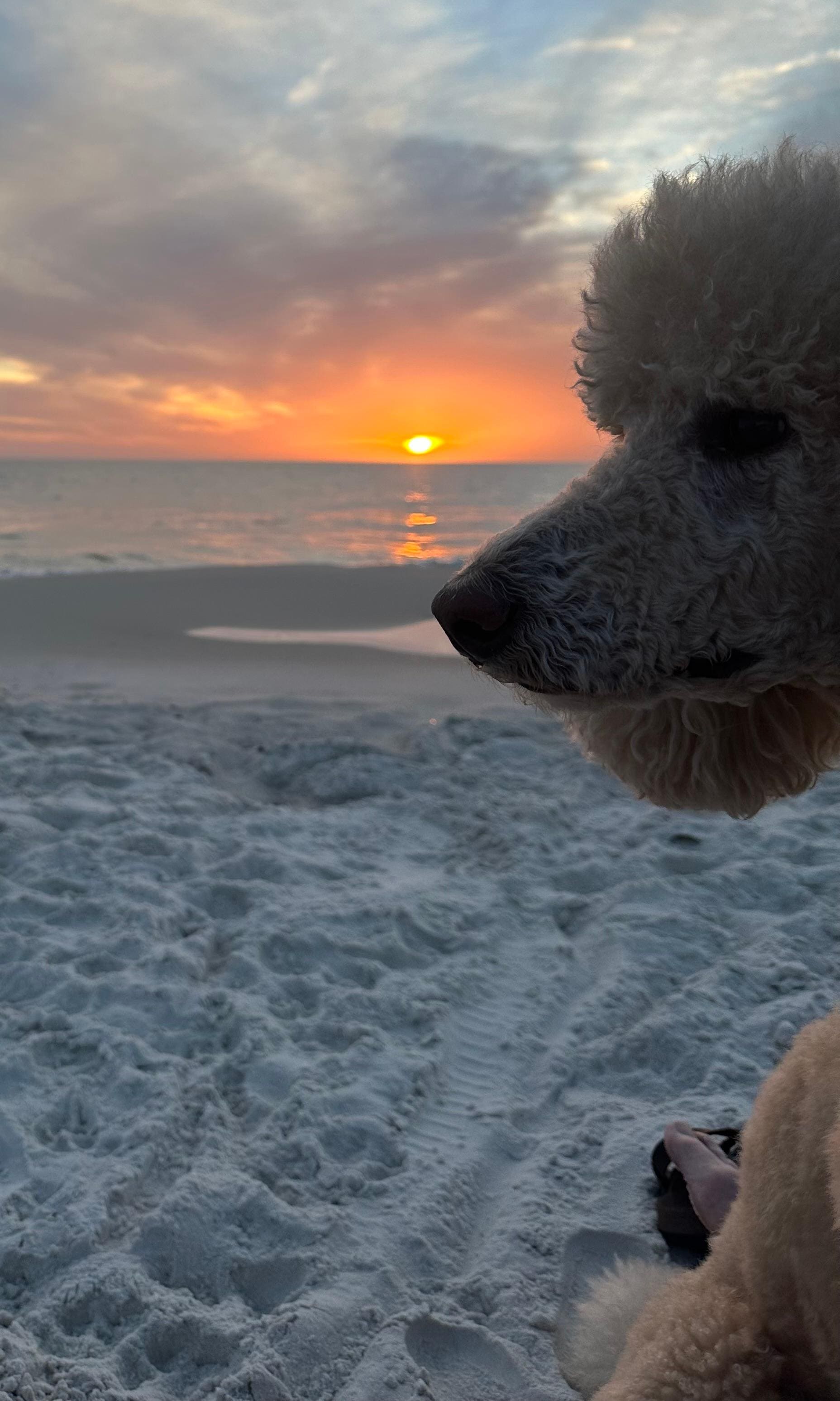 Ozzy loving the beach