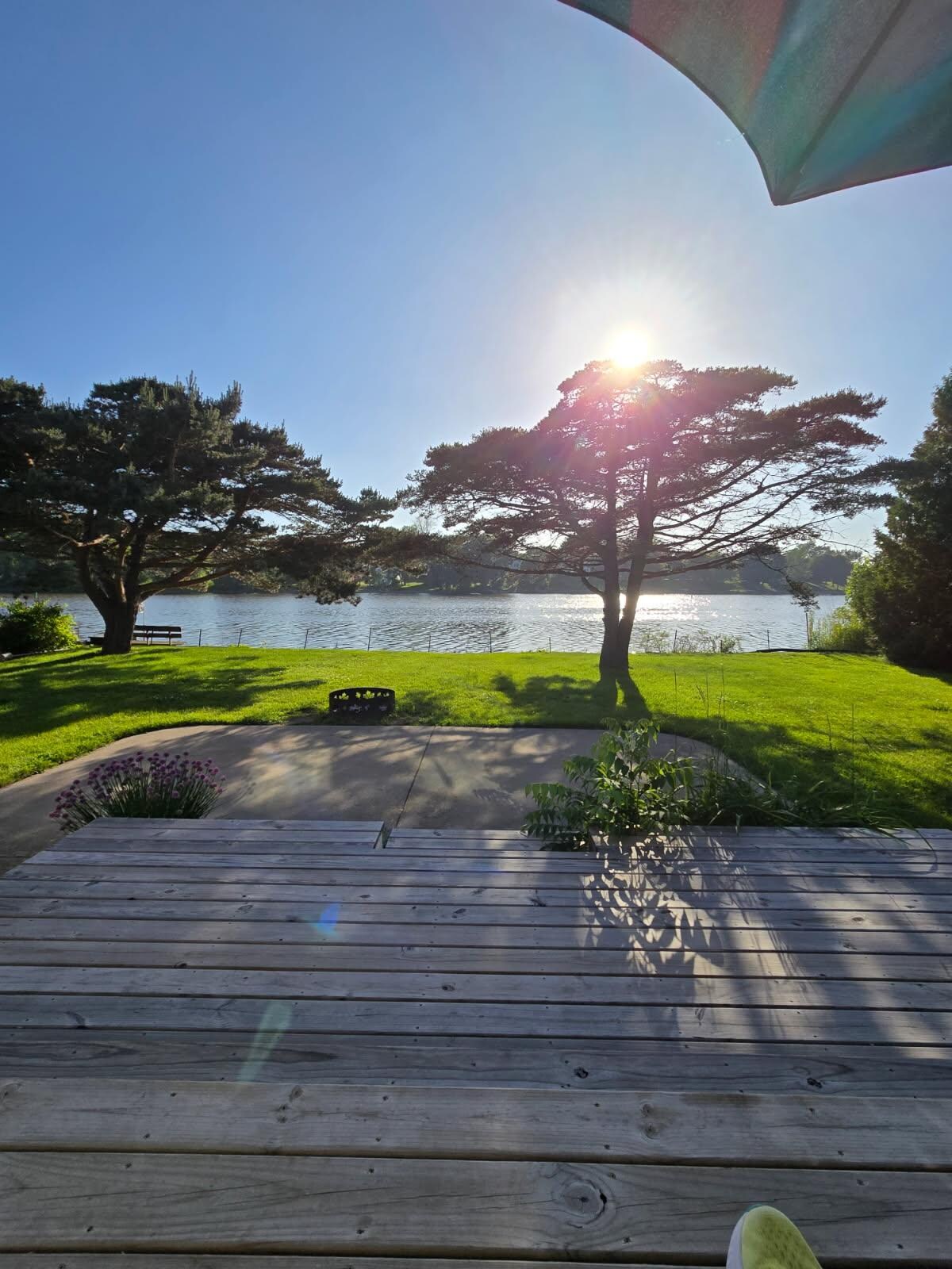 Back yard