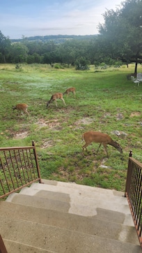 Our skittish neighbors coming to visit.