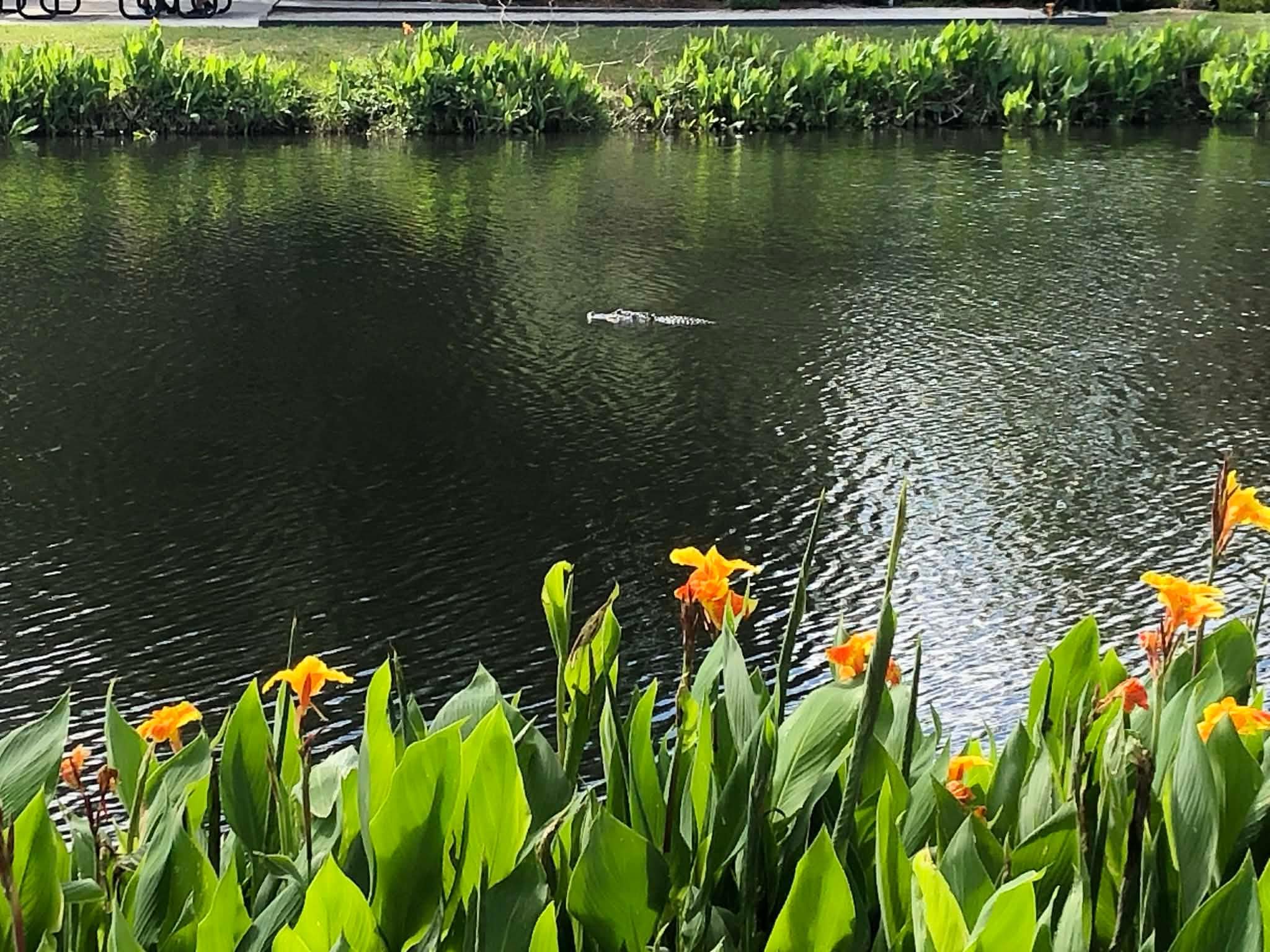 4ft gator out swimming