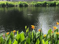 4ft gator out swimming