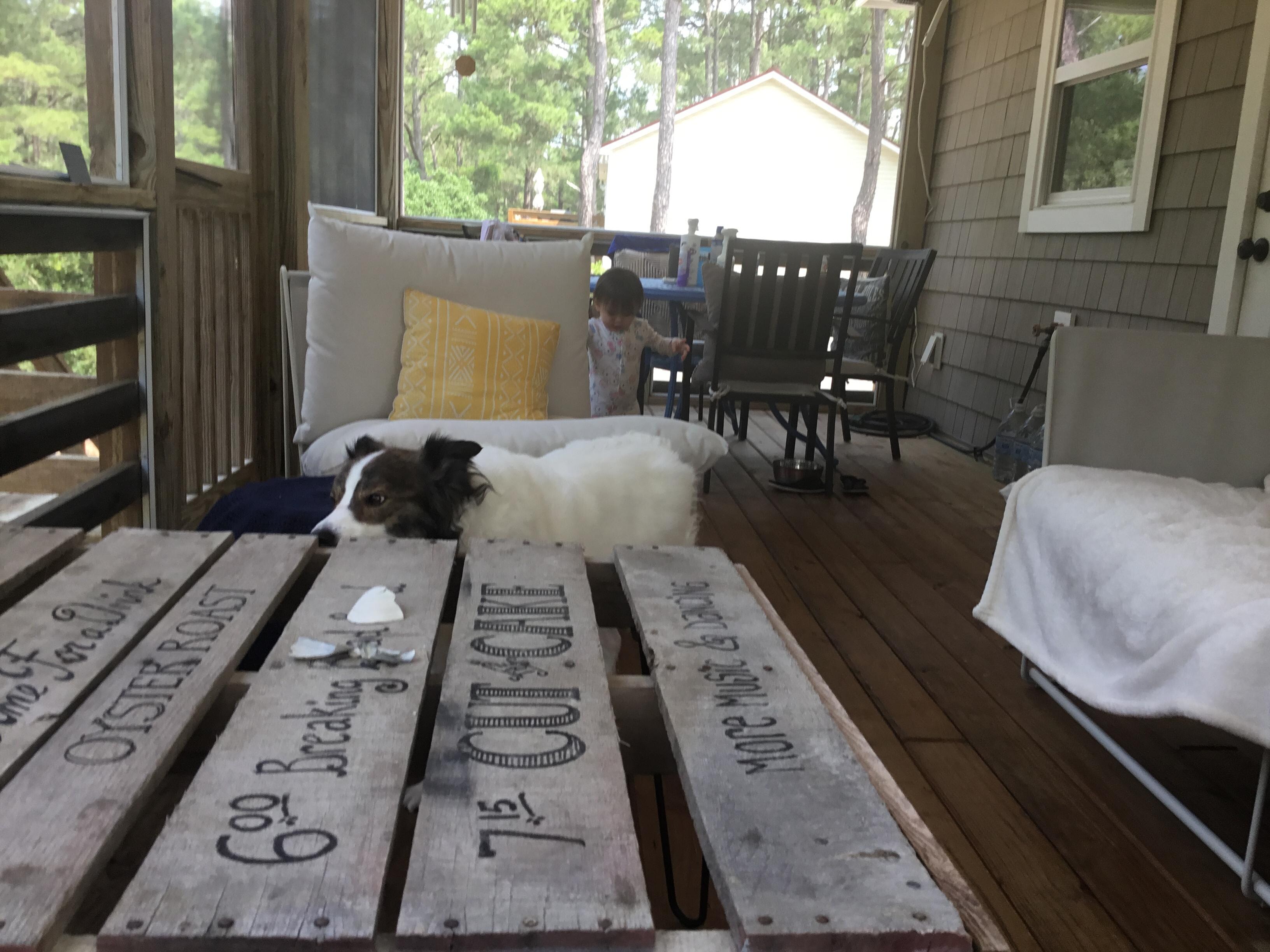Harley checking out the deck. 