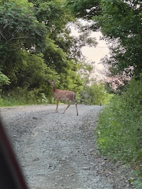 A pleasant greeting back to the cabin
