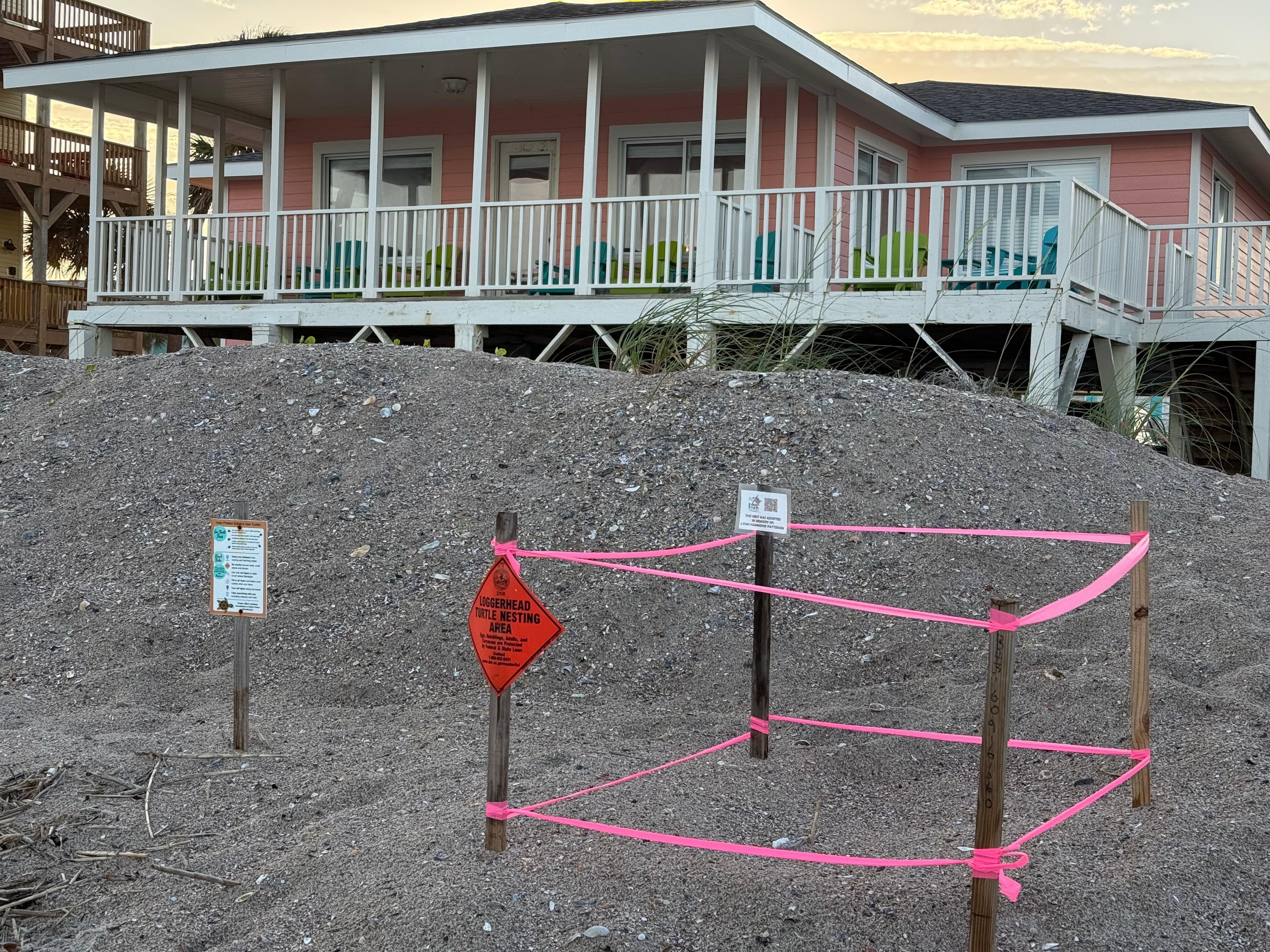 Loggerhead turtle nest in front of the house.