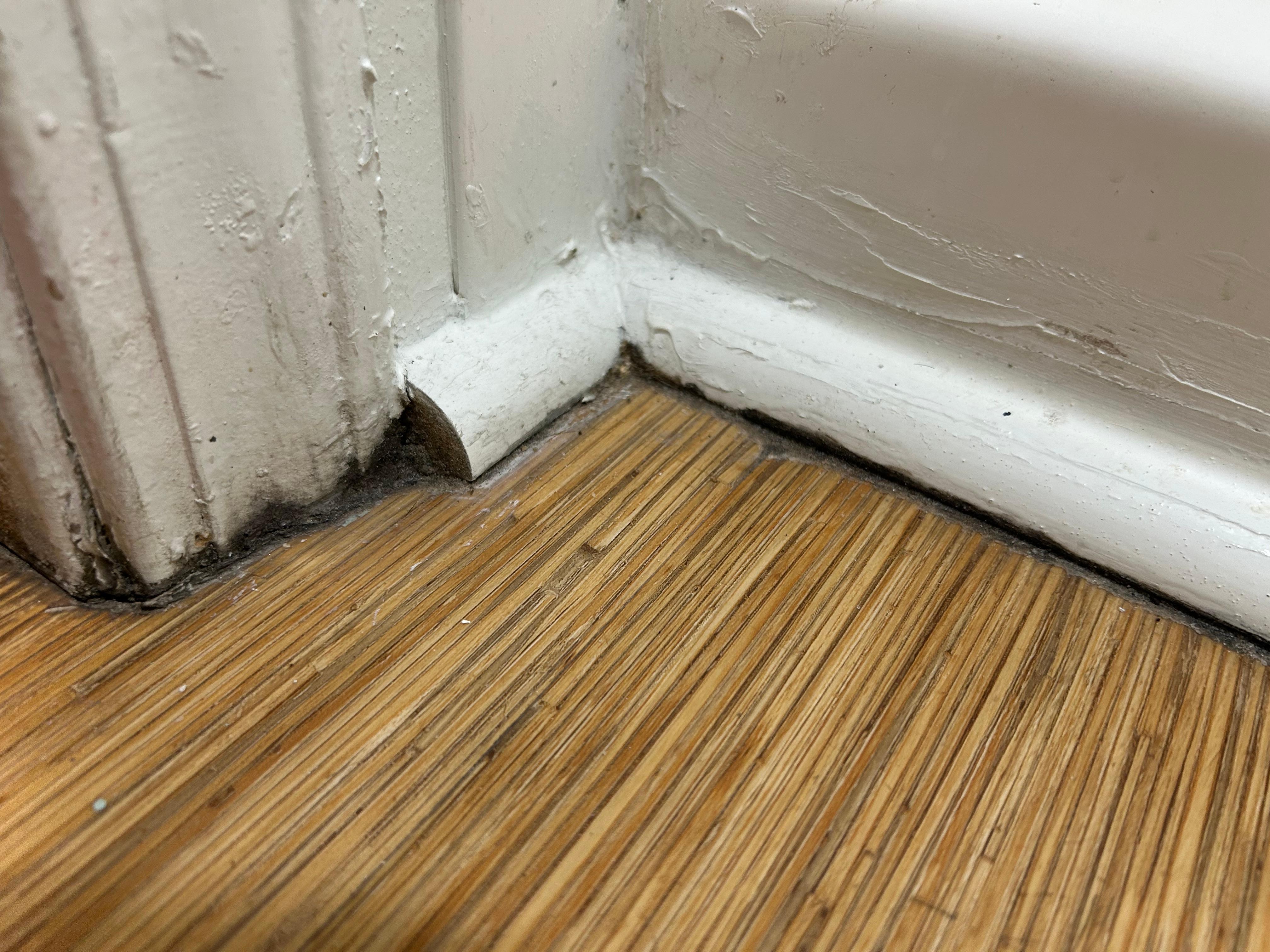 mold by shower floor