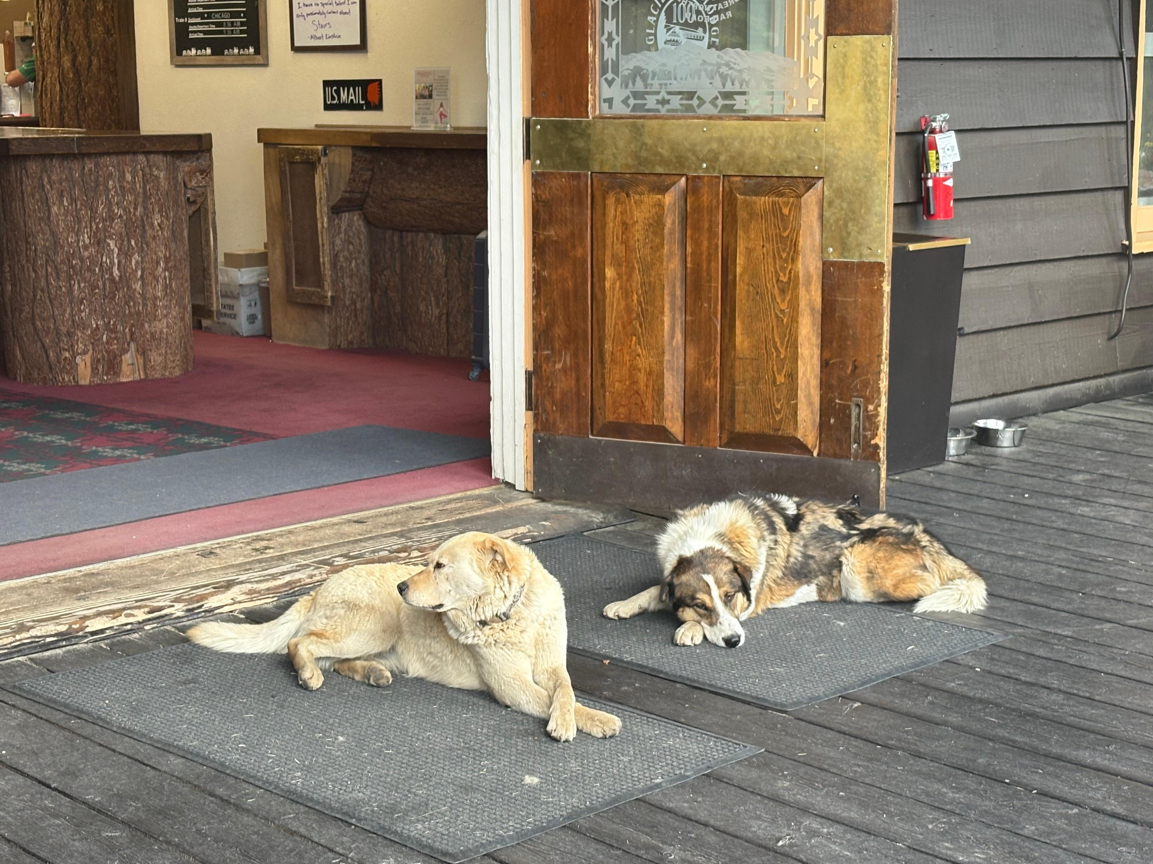 Property pups love welcome pats
