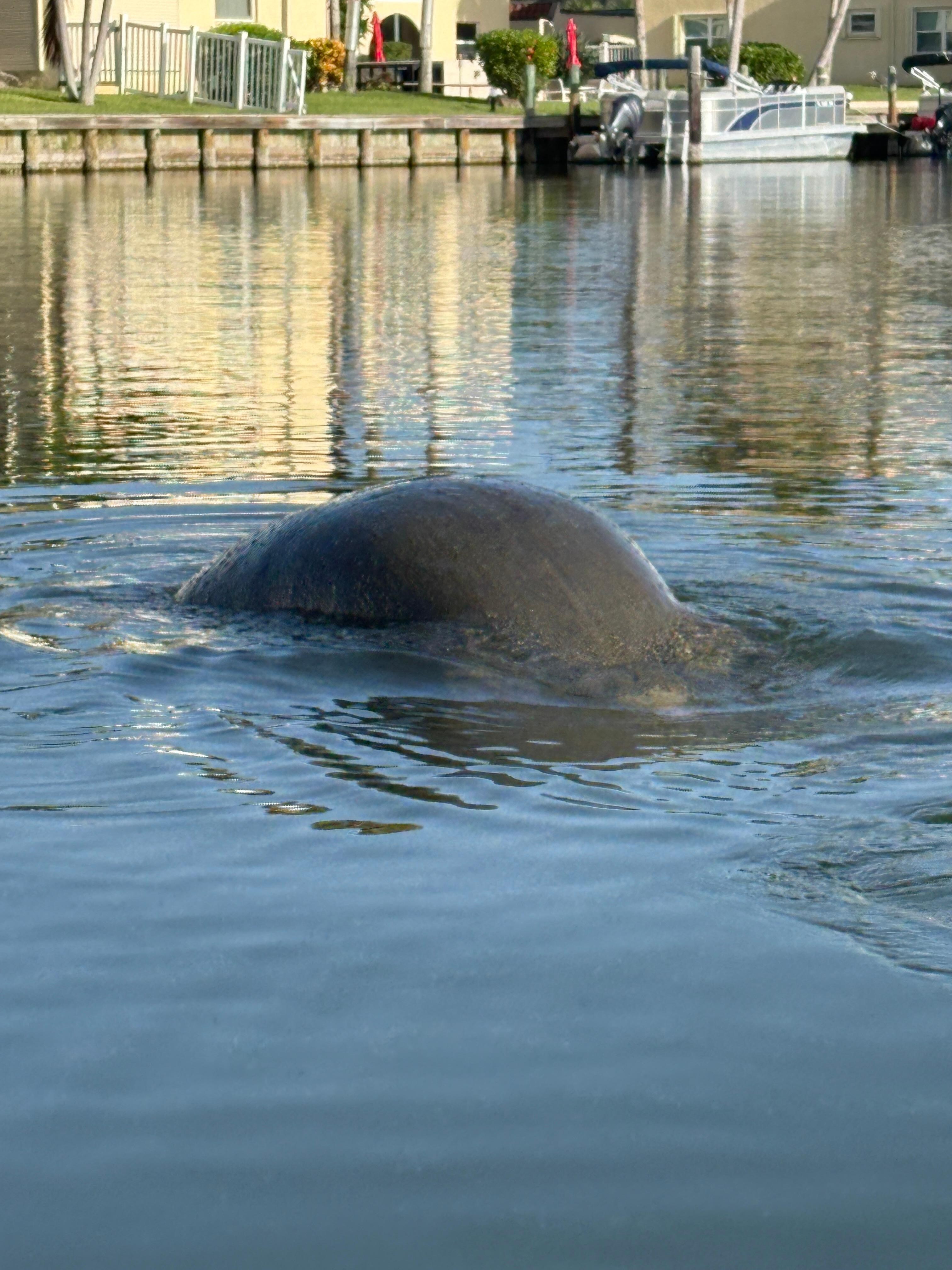 Many Manatees to visit with the supplied kayaks 