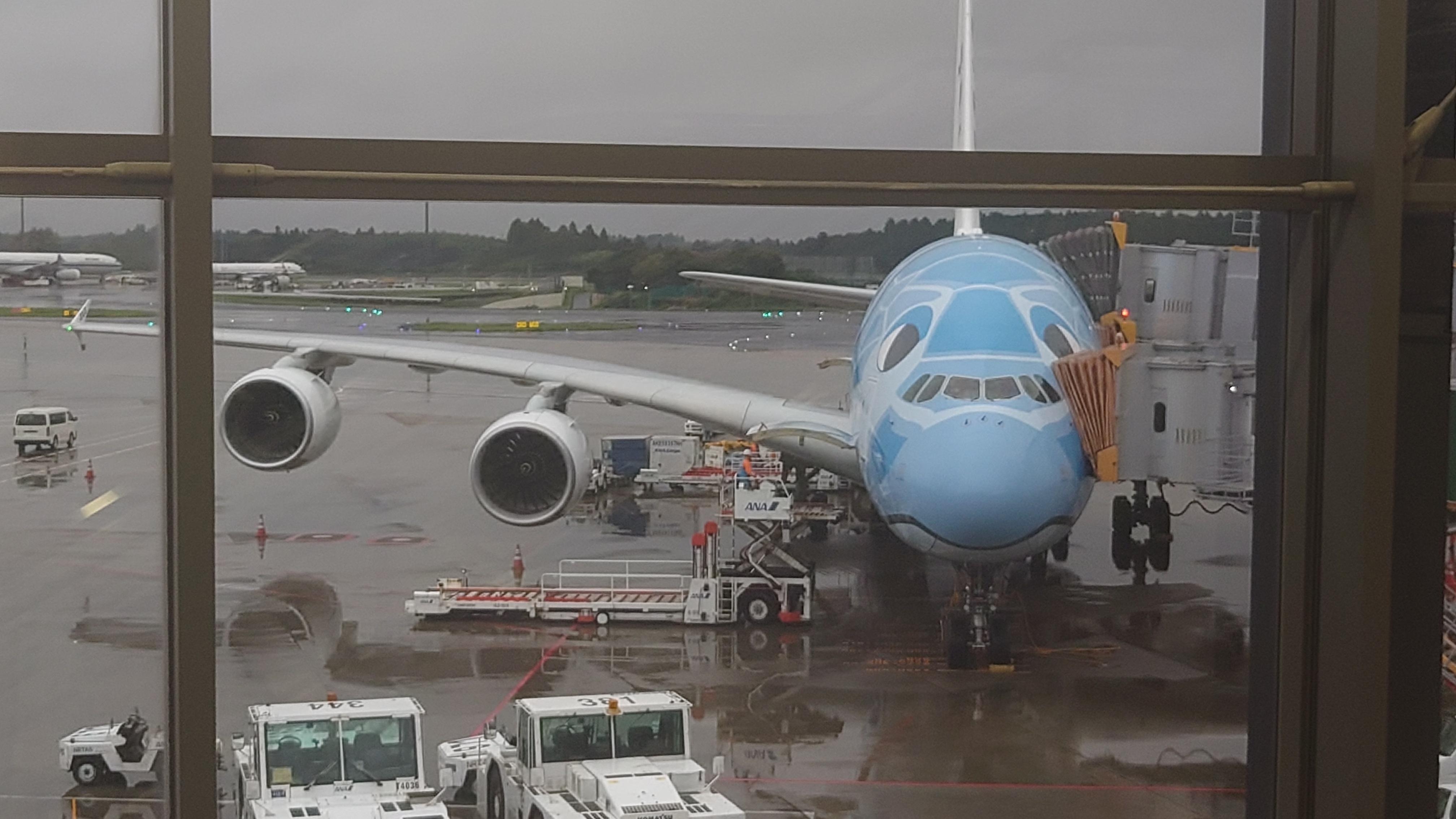 帰り便のフライングホヌ（ラニ君）です。