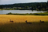 Nearby trail above the Chinese Gardens