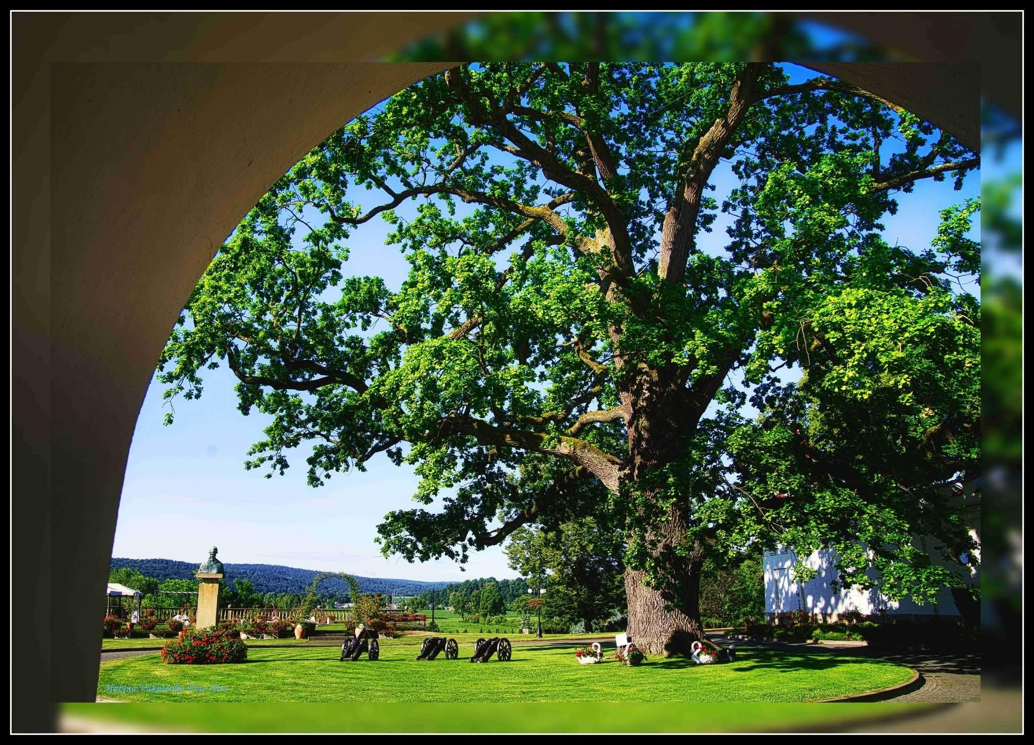 One of oldest tree at Poland located behing the main entrance
