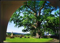 One of oldest tree at Poland located behing the main entrance