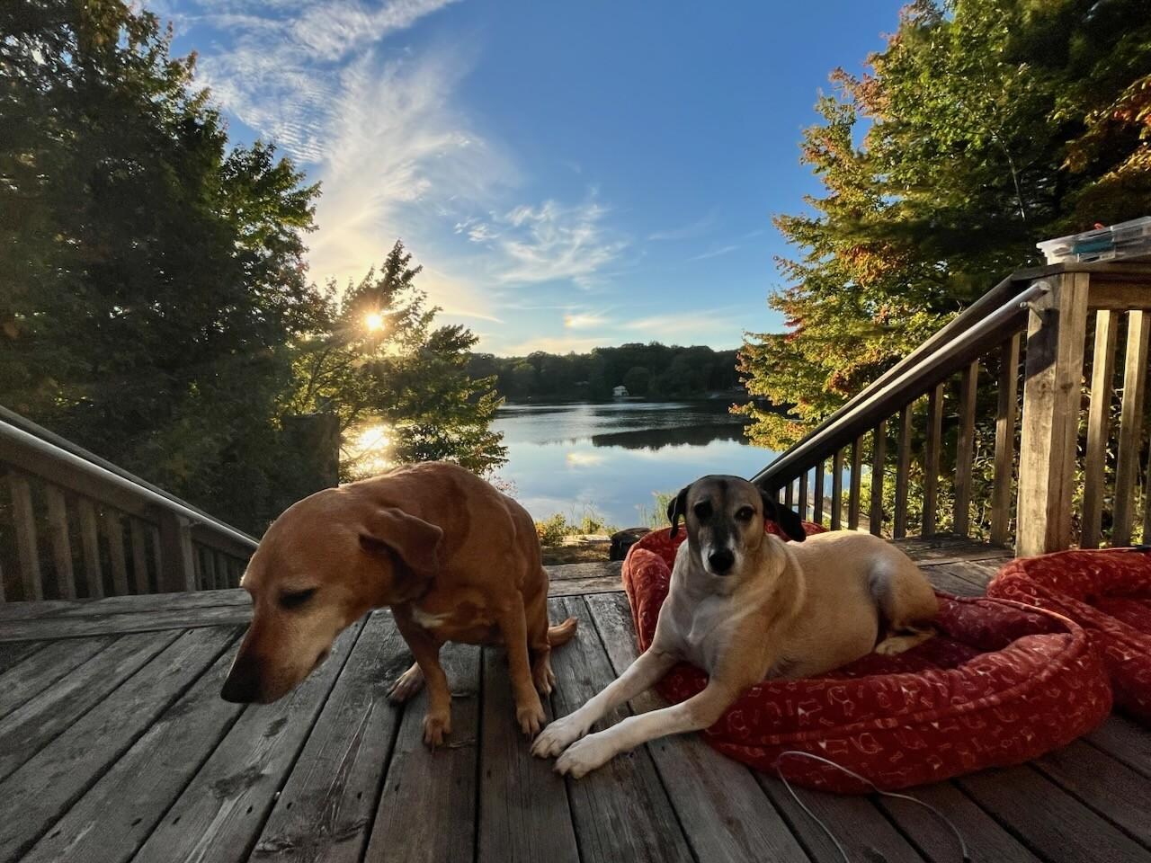 Dog friendly - dogs love it! 